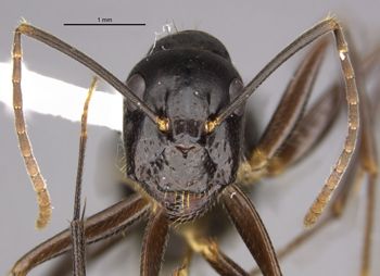 Media type: image;   Entomology 710233 Aspect: head frontal view